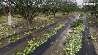 丹娜絲颱風重創南台灣　農業損失估近11億元