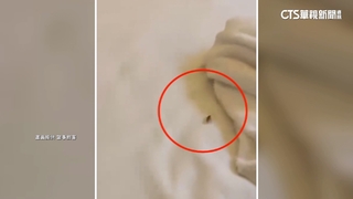 控郵輪行「床上有小強.冷氣故障」　業者歉：提供補償