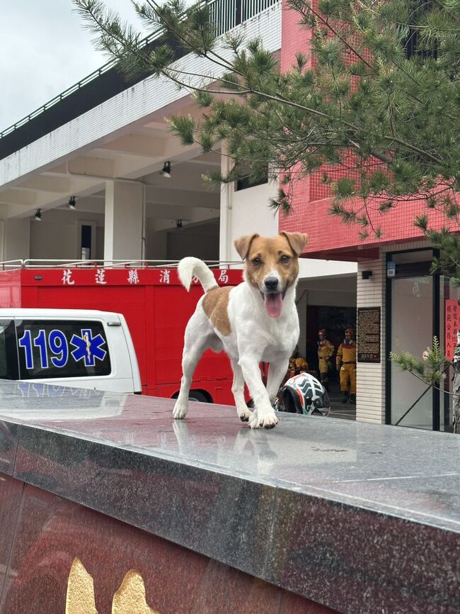 「特搜小鋼砲」搜救犬Wilson墜樓亡　消防局：骨骸將做紀念碑 | 華視新聞