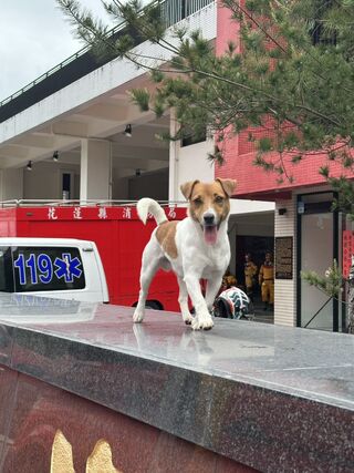 「特搜小鋼砲」搜救犬Wilson墜樓亡　消防局：骨骸將做紀念碑