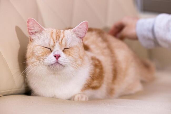 貓也怕中暑！獸醫曝「3條件」防熱傷害　打造最佳環境 | 華視新聞