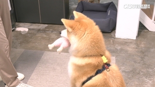 毛孩教育成主流！　寵物訓練市場需求大增