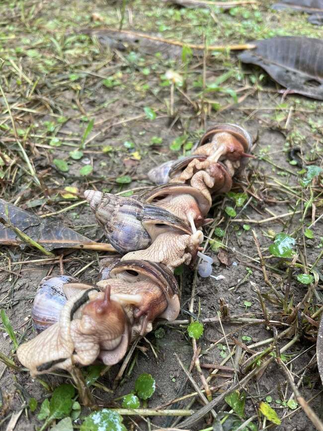 路上瞥見「一成串蝸牛」！一票人全疑惑　專家曝原因 | 華視新聞