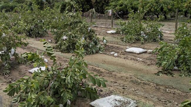 高雄爭取丹娜絲颱風第三波農損補助　7/11起開放申請 | 華視新聞