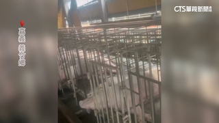 復電竟漏電！　養豬場「百頭豬」被電死損百萬