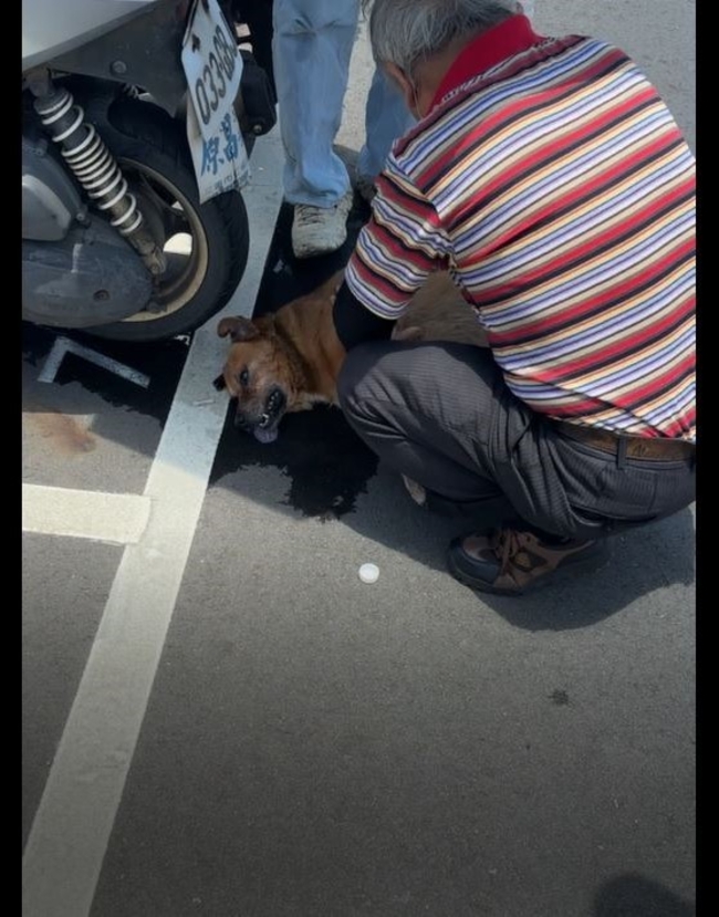 飼主注意！未妥善照顧毛孩致熱衰竭死亡　新北重罰1.5萬元 | 華視新聞