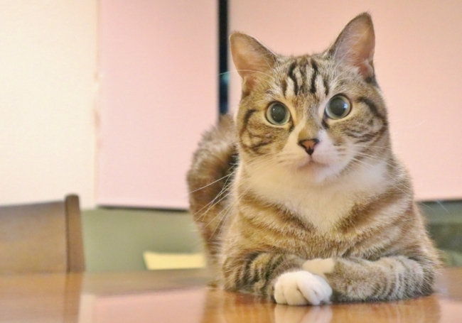 貓咪為何愛鑽箱子？日網曝「3原因」包裹紙箱別急著丟 | 華視新聞