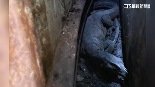 「哥吉拉」飼主在哪？　「黑澤巨蜥」闖店內.動保所代尋主