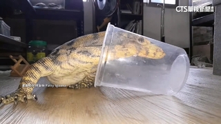 體型世界第2大「澤巨蜥」聰明.溫和　成特寵新寵兒