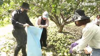 麻豆文旦落果9成　逾百名志工加入「撿果團」