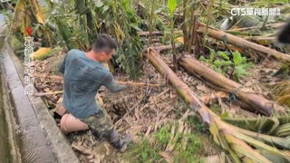 貸款500萬種香蕉被颱風掃光　返鄉青農悲：什麼都沒了