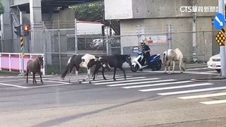 真正的「馬」路！　疑圍欄鬆動4匹馬離家出走　警依法開罰