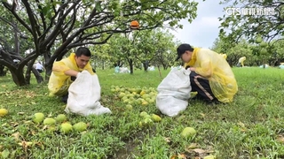 復原之路漫長　4天逾千替代役進災區救助