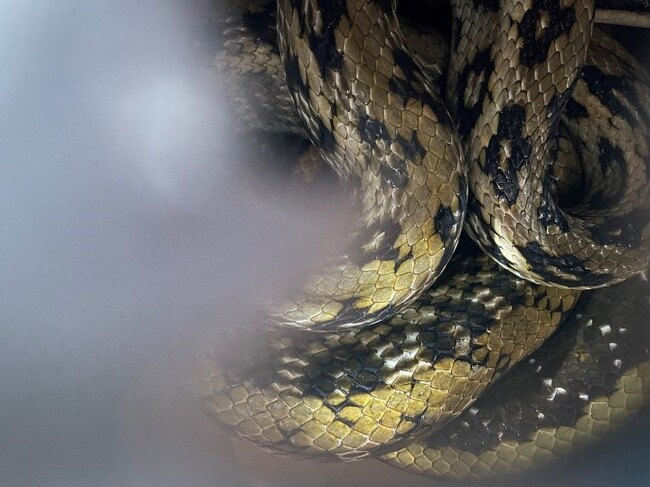 夏季小心蛇出沒！掌握「3不5要」切勿驚慌 | 華視新聞