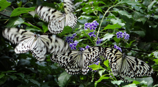 男跑動物園「用汗水偷蝴蝶」　稱抓給小孩看！依竊盜罪起訴 | 華視新聞