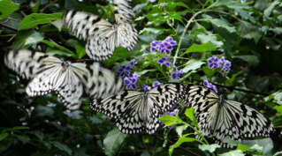 男跑動物園「用汗水偷蝴蝶」　稱抓給小孩看！依竊盜罪起訴