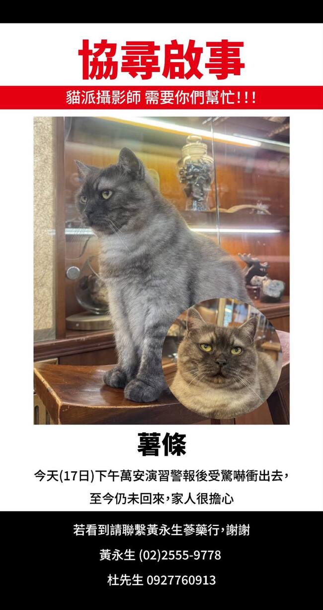 迪化街網紅貓「薯條」不見了！被演習警報嚇到衝出門　飼主焦急尋找 | 華視新聞