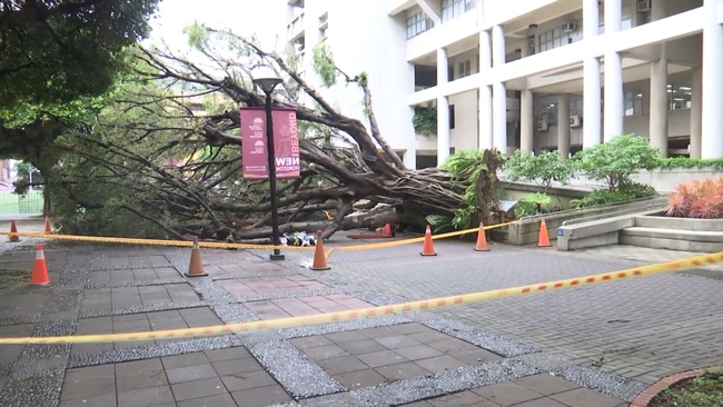 校園樹倒壓死碩士生！母控「學校想用公共意外結案」　逢甲大學：並無此事 | 華視新聞