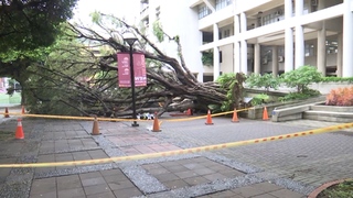 校園樹倒壓死碩士生！母控「學校想用公共意外結案」　逢甲大學：並無此事