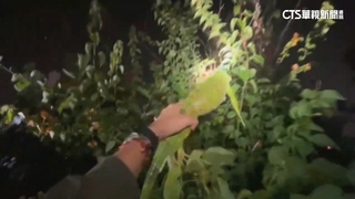 高雄「獵龍」2個月抓逾3.2萬隻　冠軍獲40萬獎金