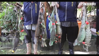 高雄「獵龍」2個月抓3.2萬隻　冠軍獎金破40萬