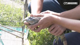 堪比一個人身高！　屏東獵龍高手捕獲「186cm」綠鬣蜥