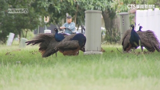 美國社區孔雀氾濫！　「啄車.毀房屋」居民求助無門