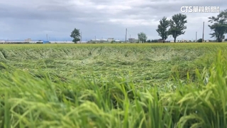 關稅台美第4輪磋商　楊儒門喊話稻米列談判紅線