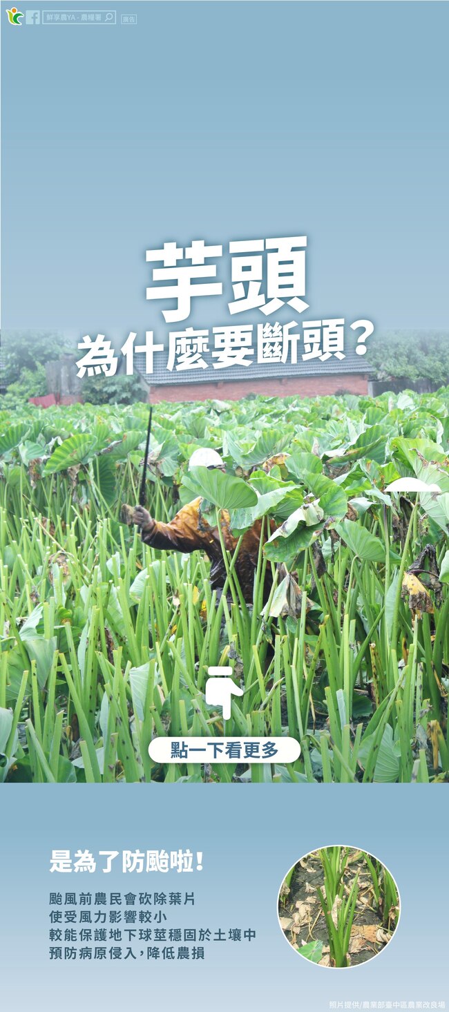 颱風前為何將芋頭「斷頭」？農糧署給答案 | 華視新聞