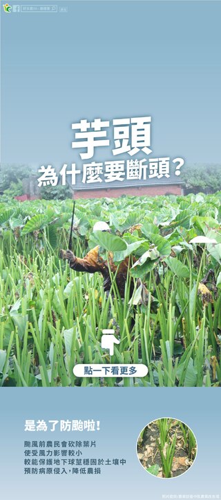 颱風前為何將芋頭「斷頭」？農糧署給答案