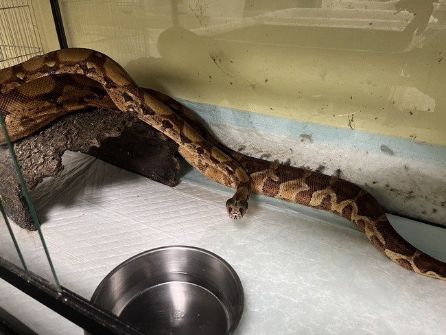 新北驚見2公尺大蛇「紅尾蚺」！工廠外「頭受傷長蛆」　動保處公告招領 | 華視新聞