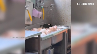 好恐怖！　「大米奇」站在鴨肉堆上　衛生局：將開罰業者