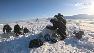 北極熊不再吃海豹！　挪威科學家：連海草也吃