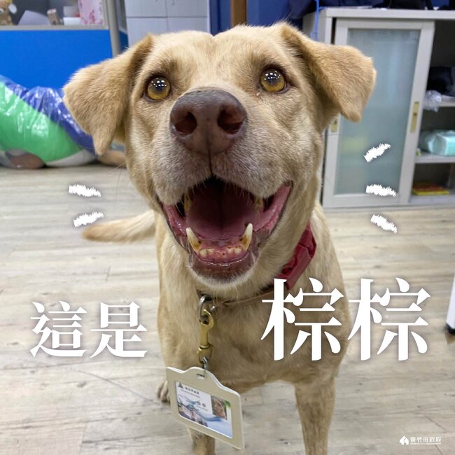 市府犬「棕棕」遭爆被棄養！　竹市府：前市府2021年送回收容所 | 華視新聞