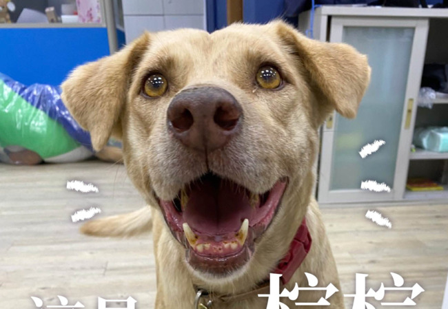 市府犬「棕棕」被送回收容所　林智堅致歉：確實不夠周全與嚴謹 | 華視新聞