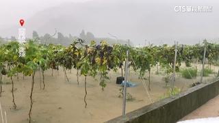雨炸魚池鄉！　泥流淹路害車拋錨　頭社村絲瓜慘泡水