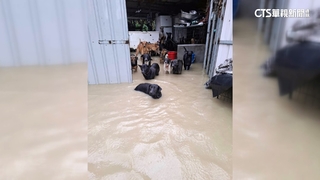 雨灌浪浪園區水淹及胸　園主為救狗心臟病發險喪命