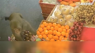 新北猴子闖市場水果攤　迅速叼走香蕉落跑攤商嚇傻