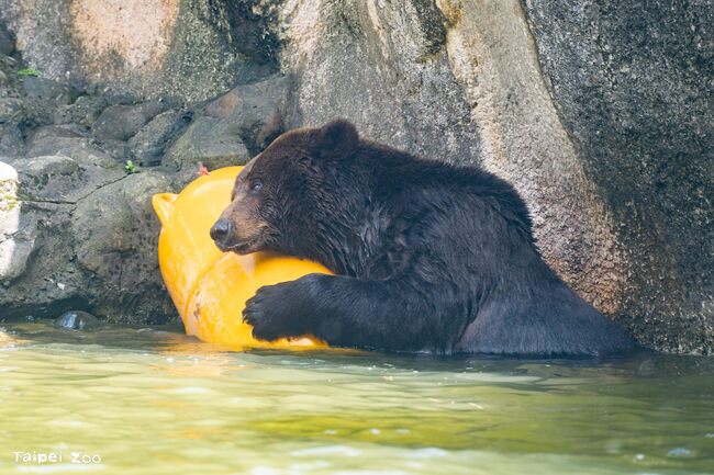 棕熊「小喬」疑腫瘤復發「食慾精神下降」　北市動物園啟動安寧評估 | 華視新聞