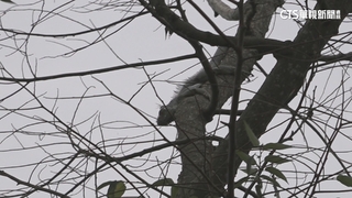 入侵景區！　嘉義民眾蘭潭演奏電吹管　綠鬣蜥趴樹幹上聽？！