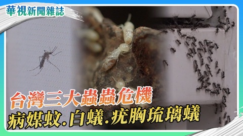 台灣蟲蟲危機 病媒蚊、白蟻、疣胸琉璃蟻｜華視新聞雜誌