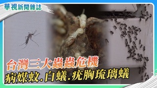 台灣蟲蟲危機 病媒蚊、白蟻、疣胸琉璃蟻｜華視新聞雜誌
