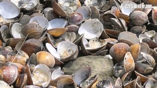 豪雨沖淡海水鹽分！雲林文蛤暴斃　蛤農損失百萬