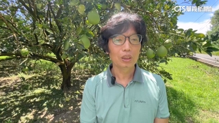 看天吃飯！鶴岡文旦採收期前遇颱風　農民拚品質堅不採收