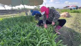 菜價隨風漲！　青蔥每公斤420元　菜籃族買不下手