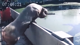 「豬急」跳牆！換豬舍受驚　220公斤母豬翻牆全都錄