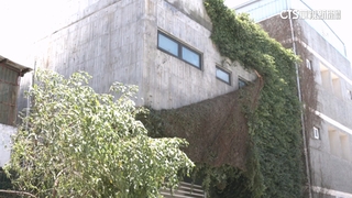 像脫一層皮！民宿整片薜荔遭吹落　「免費自取」獲迴響