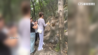 掏香蕉示好反惹毛猴子　遊客遭猴踹.摔地釀骨折