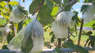 受颱風豪雨影響　中秋恐買嘸芭樂　泡水落果產量掉5成
