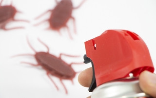 螞蟻、蟑螂來襲怎麼辦？　家事達人曝「消滅大絕」　有效防堵入侵